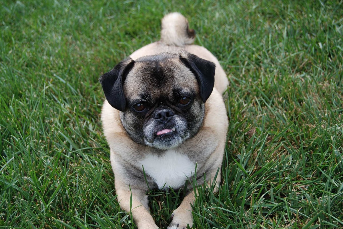 Dog in laying in grass