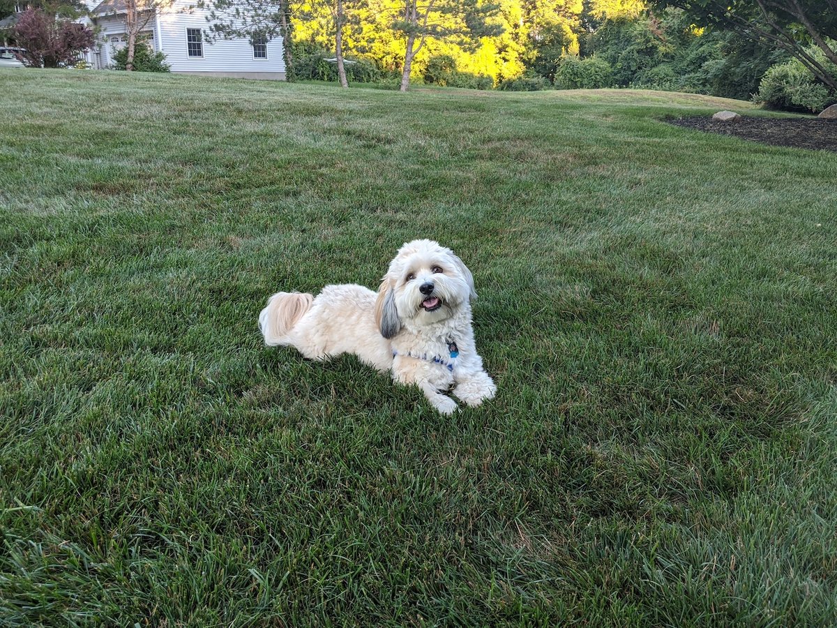Dog in lawn grass