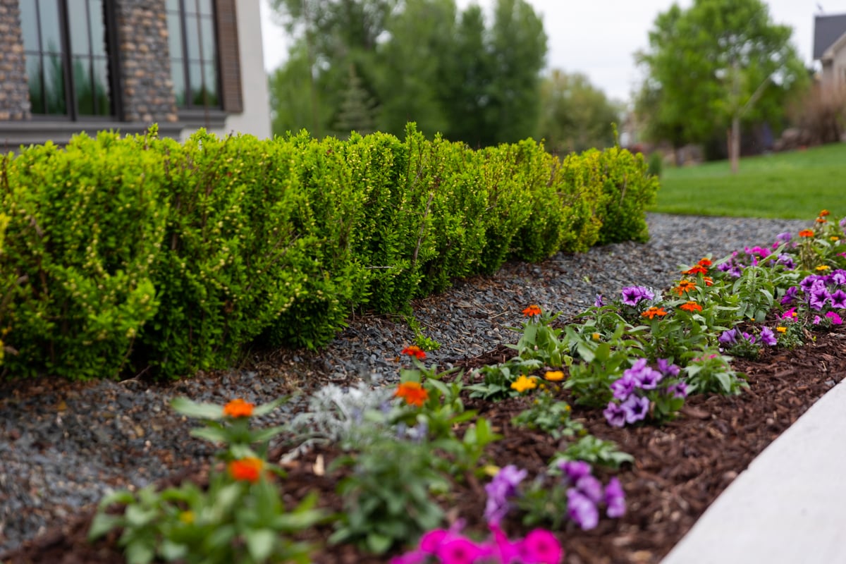 flowers and shrubs in landscape bed with mulch