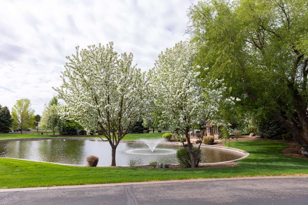 Fountain Pond Blooming Tree Lawn