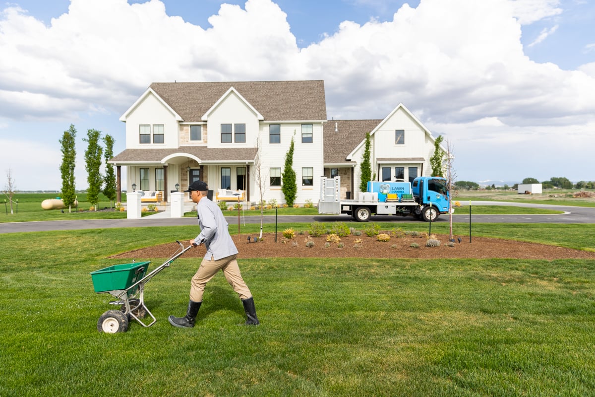 lawn care expert fertilizes grass