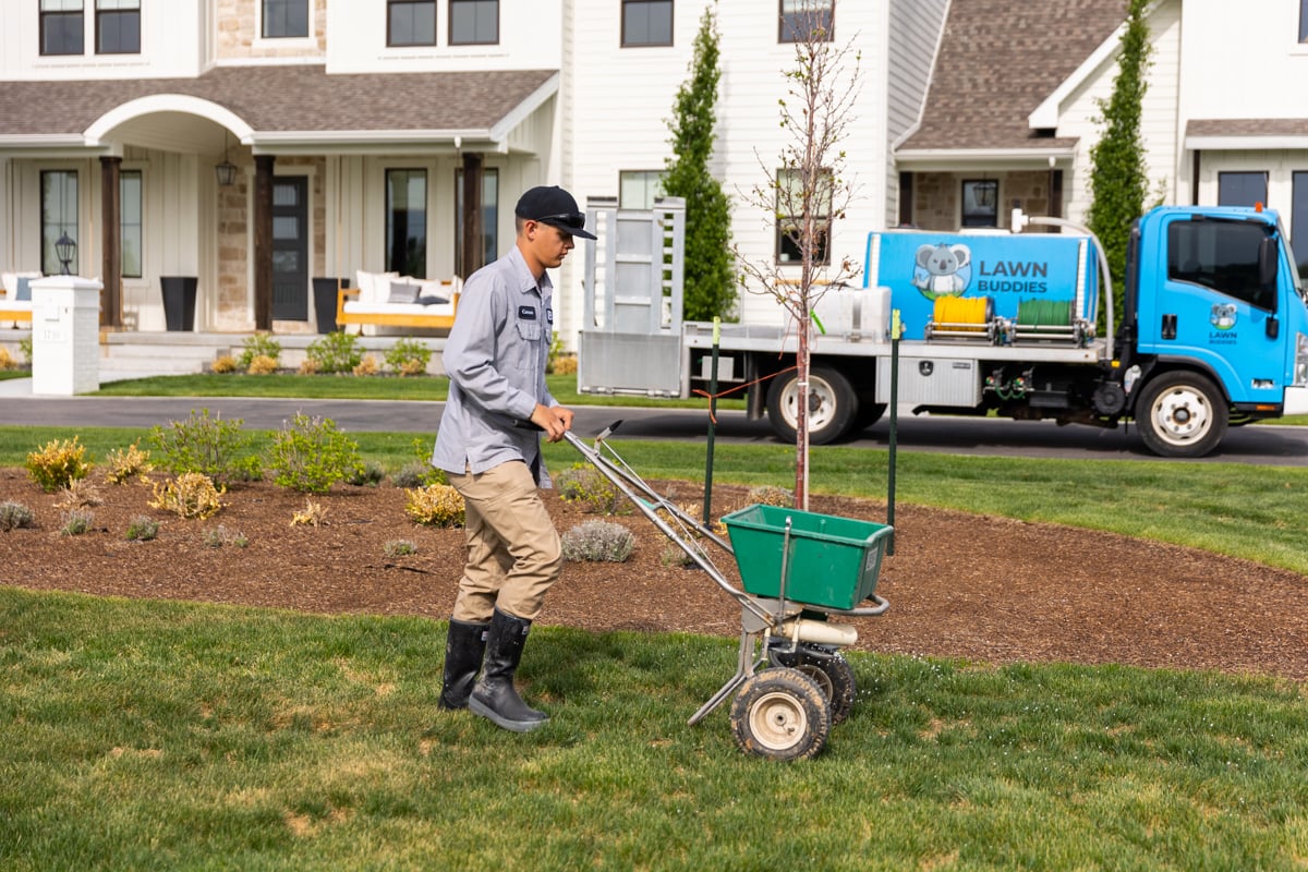 lawn care technician applies fertilizer with walk behind spreader