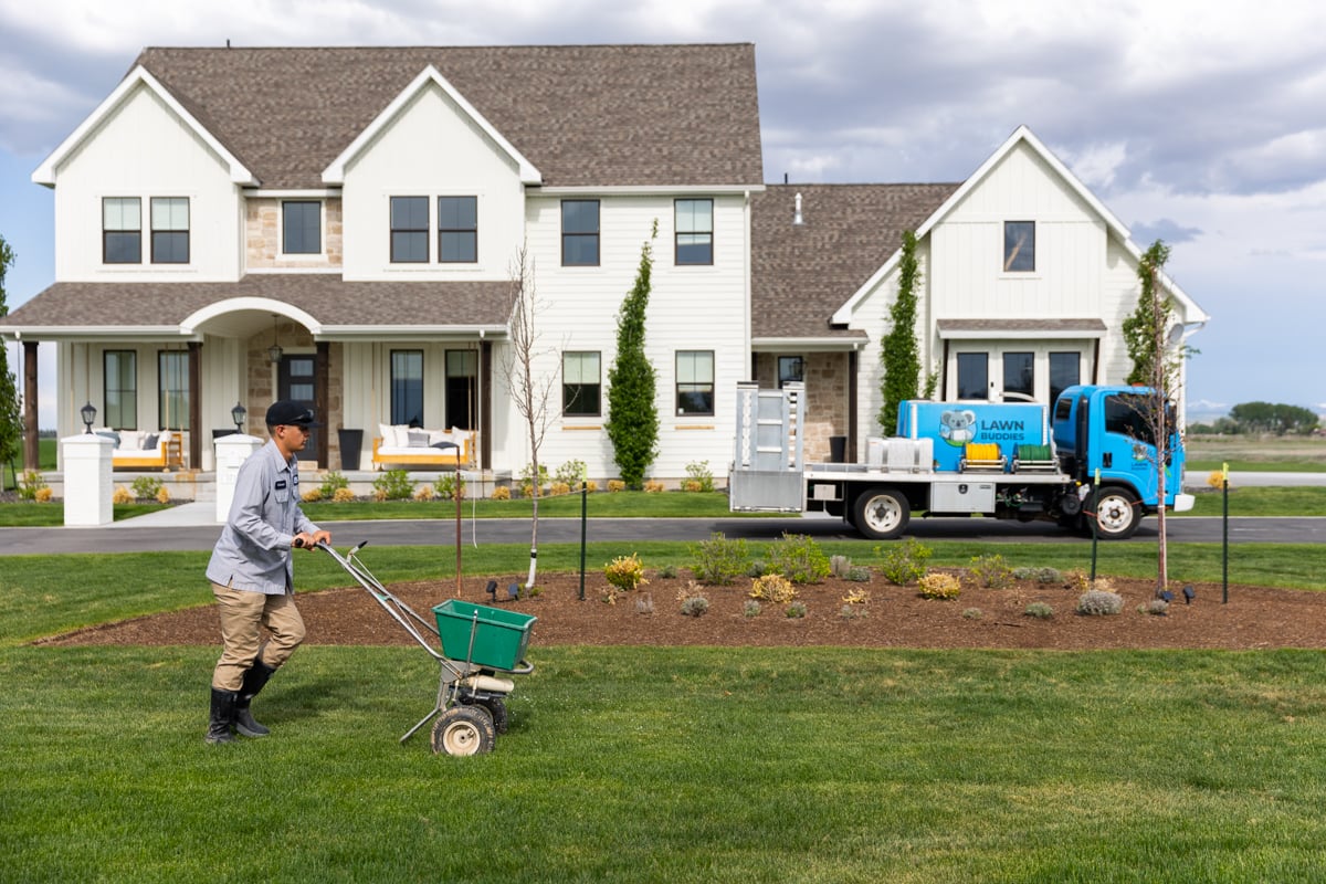 lawn care expert fertilizes grass