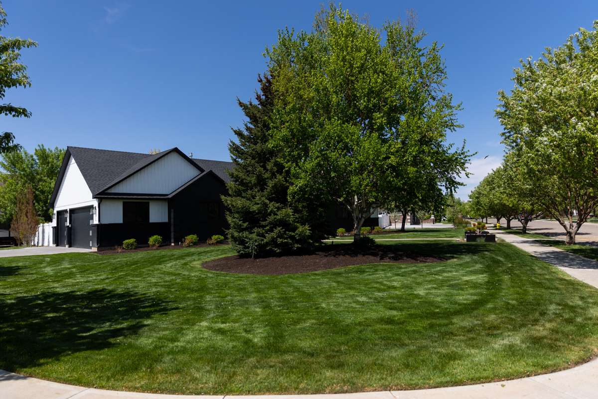 Nice Lawn Grass Tree