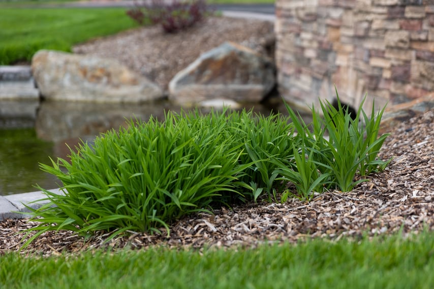 planting bed with mulch and stones
