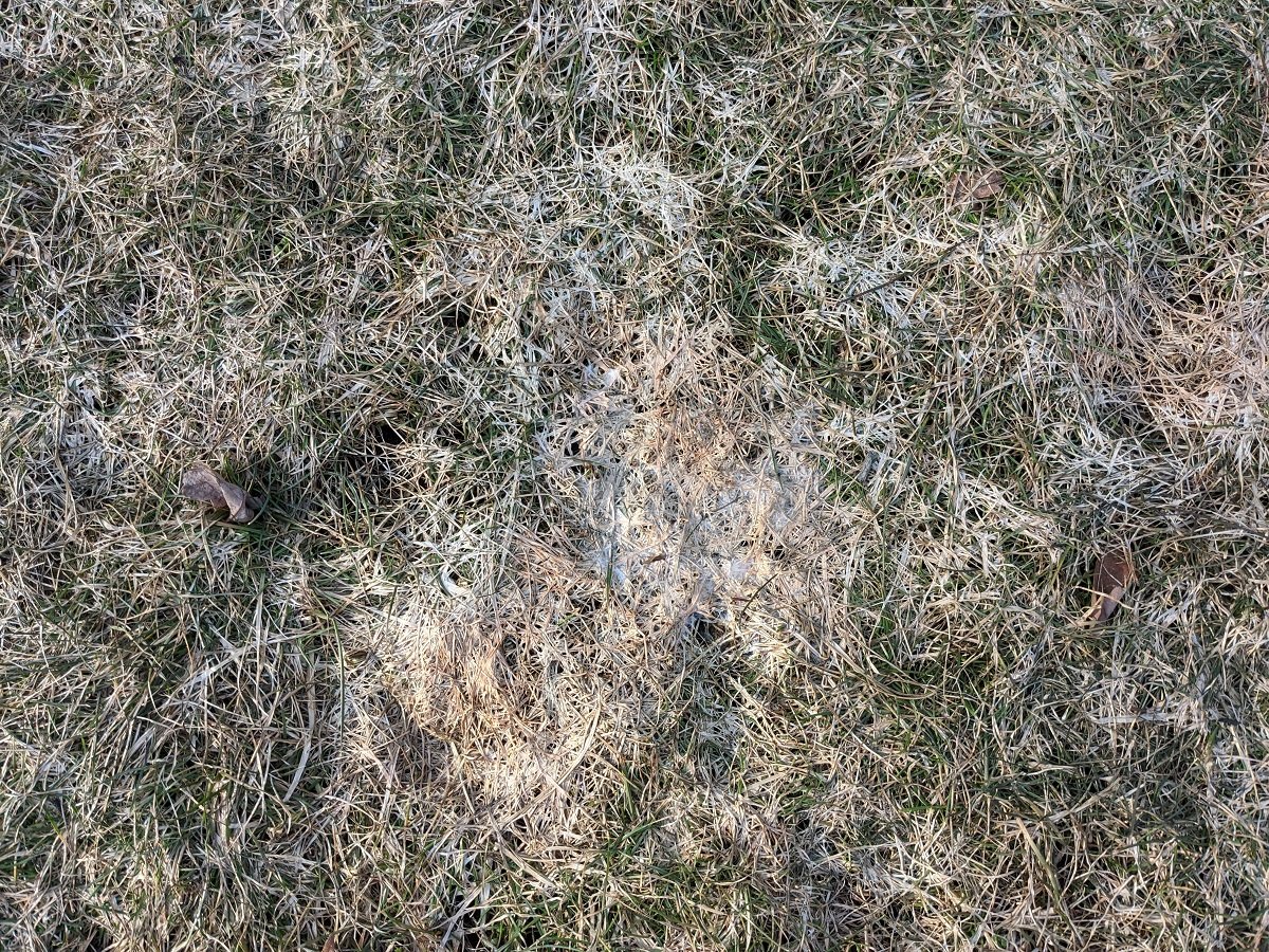 Snow mold in grass
