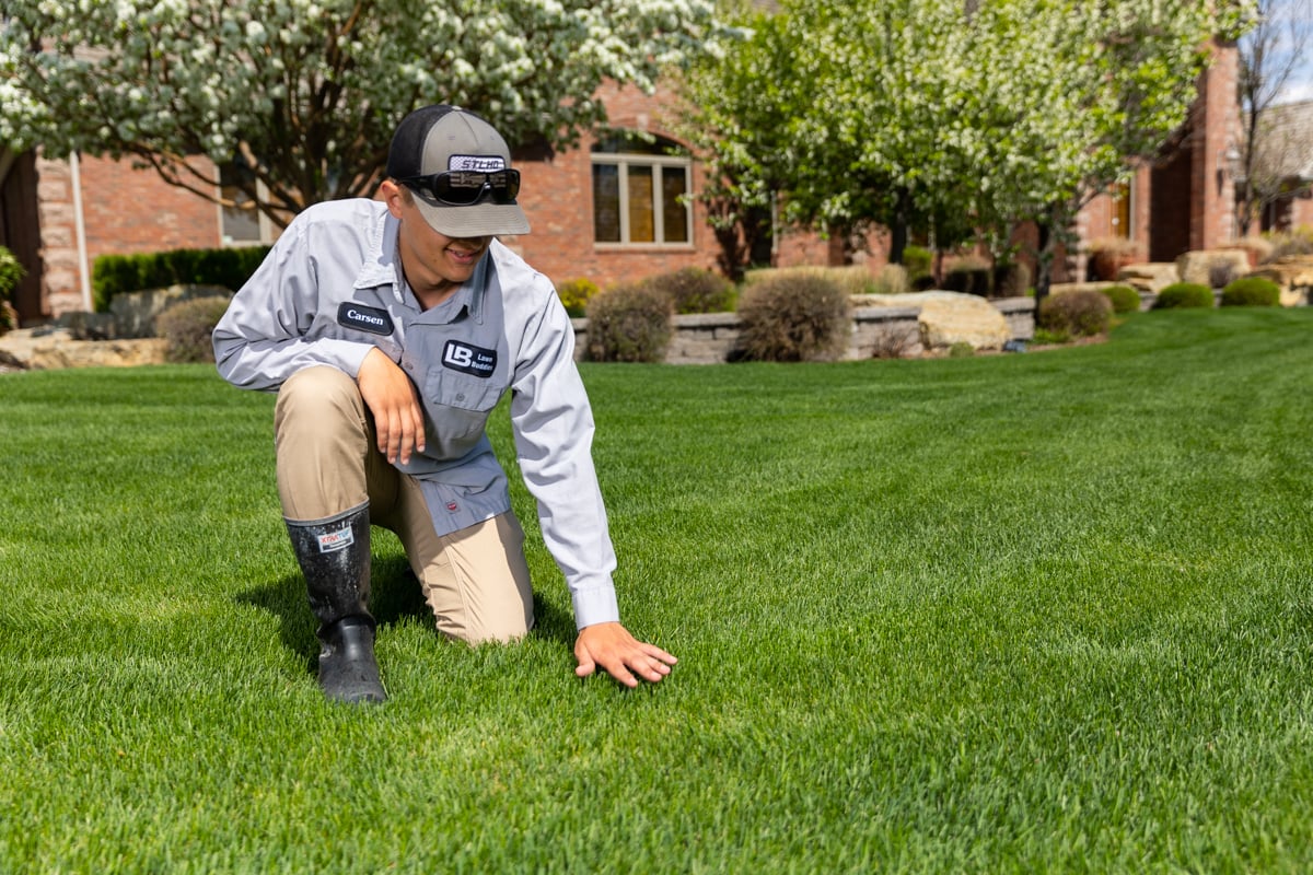lawn care expert inspects grass