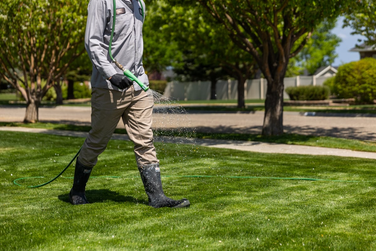 lawn care expert sprays fertilizer on grass