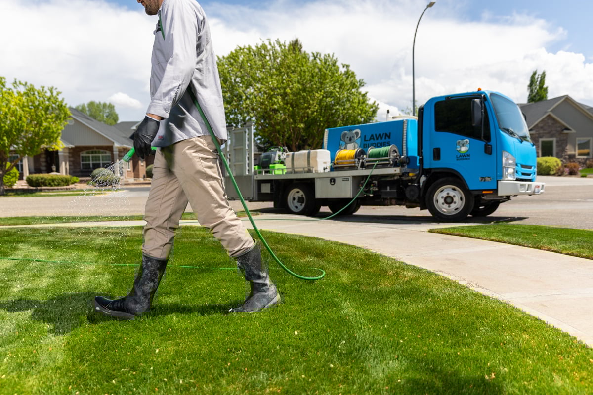lawn care expert sprays grass with fertilizer