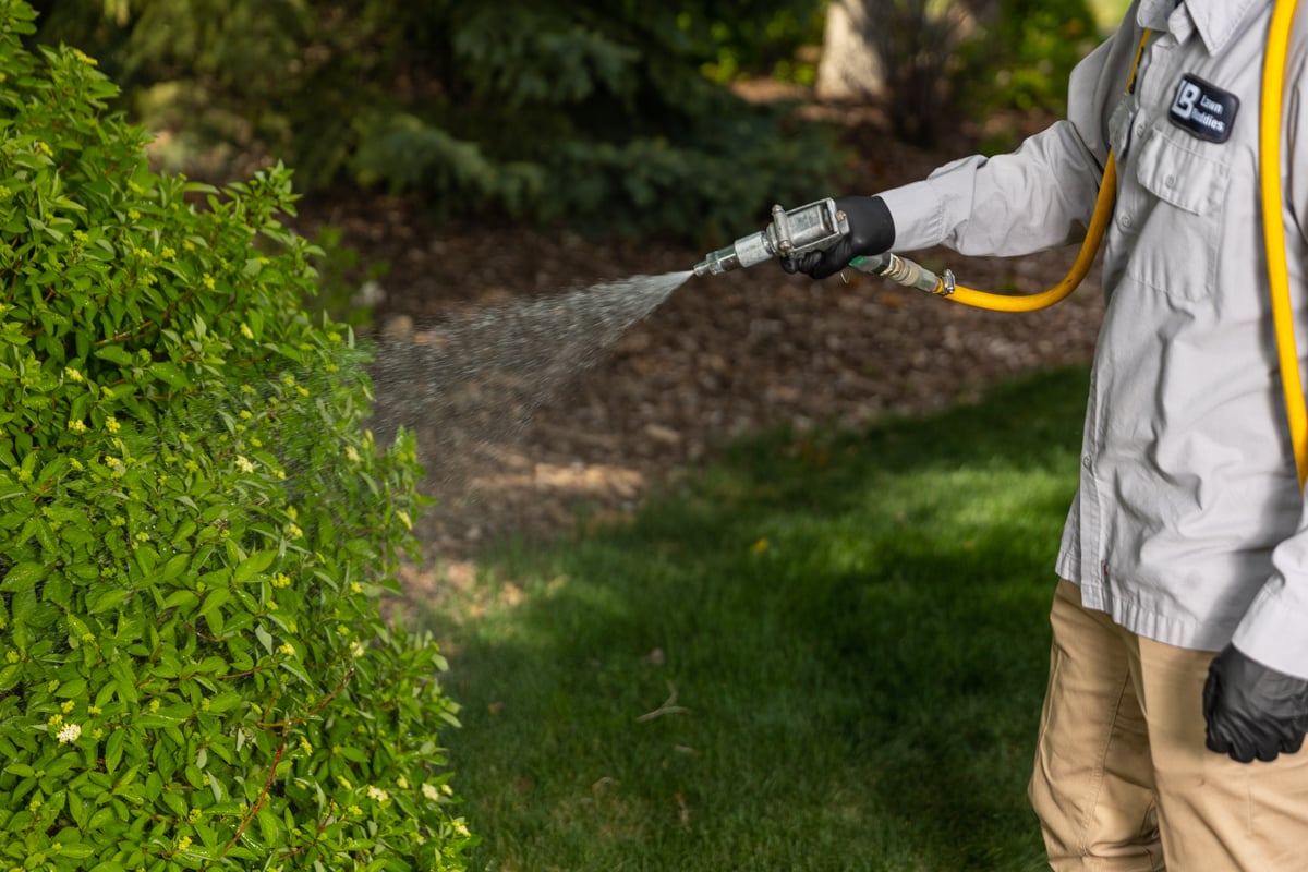 plant health care sprays fertilizer on shrub