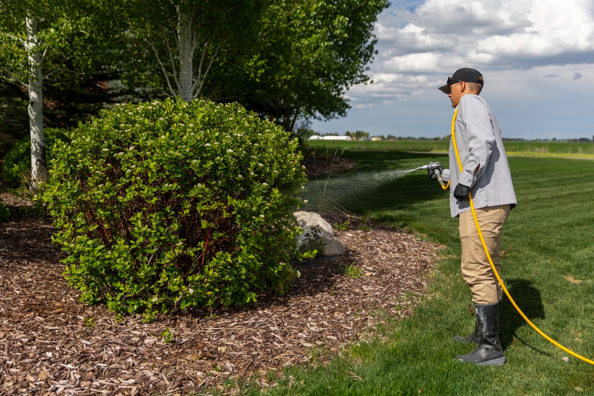 plant health care technician sprays bush