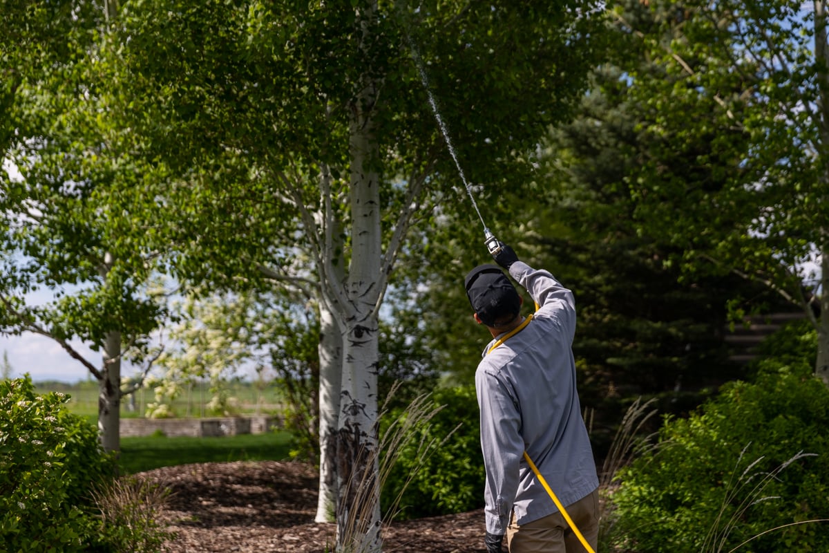 plant health care expert sprays tree