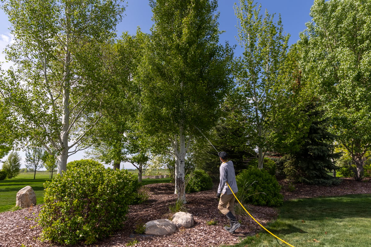 plant health care expert sprays tree