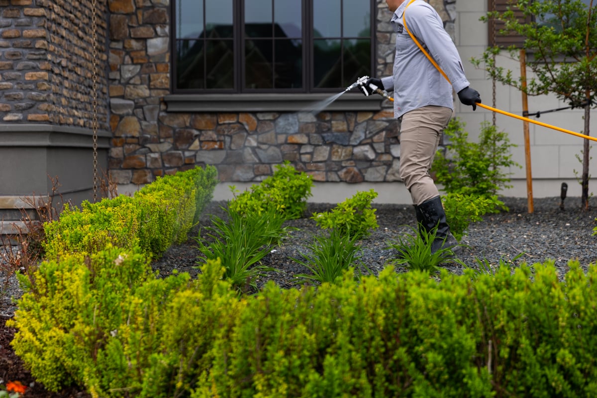 plant health care expert sprays bushes