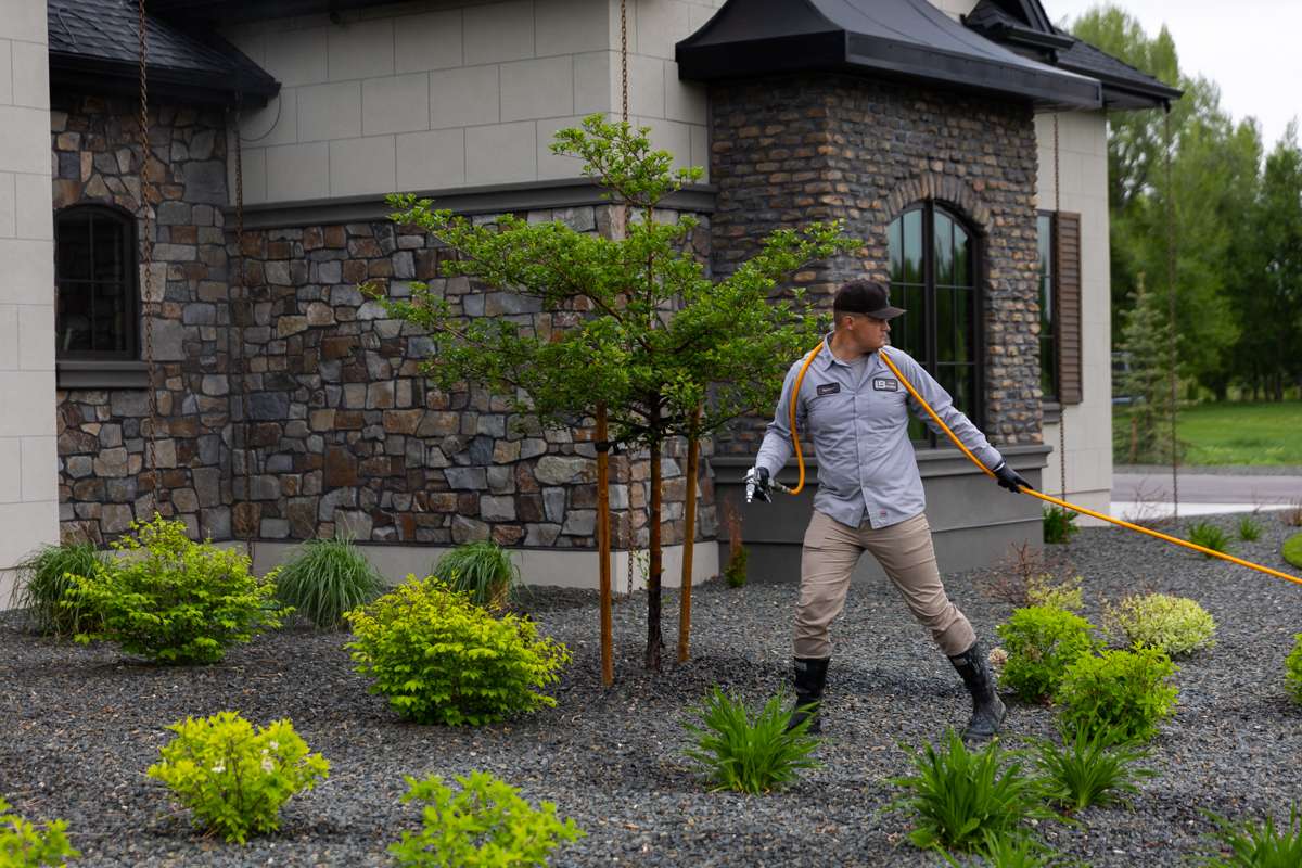 Technician Spraying Fertilization Plant Health Shrubs Trees 1