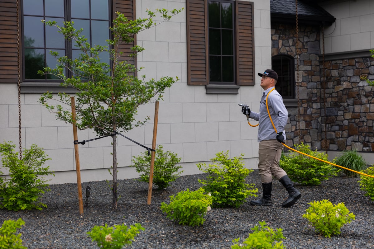 landscape professional sprays trees