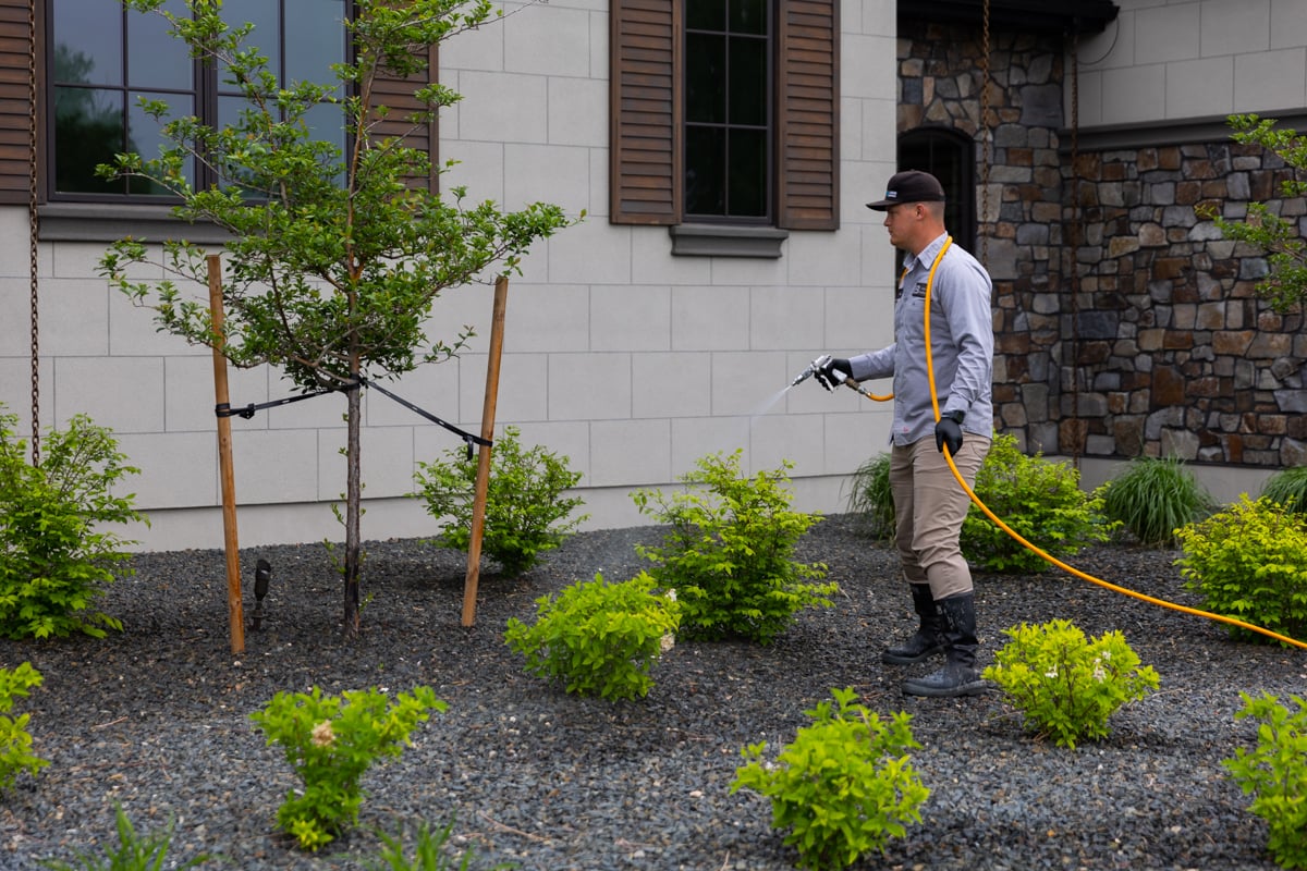 tree care expert sprays bushes