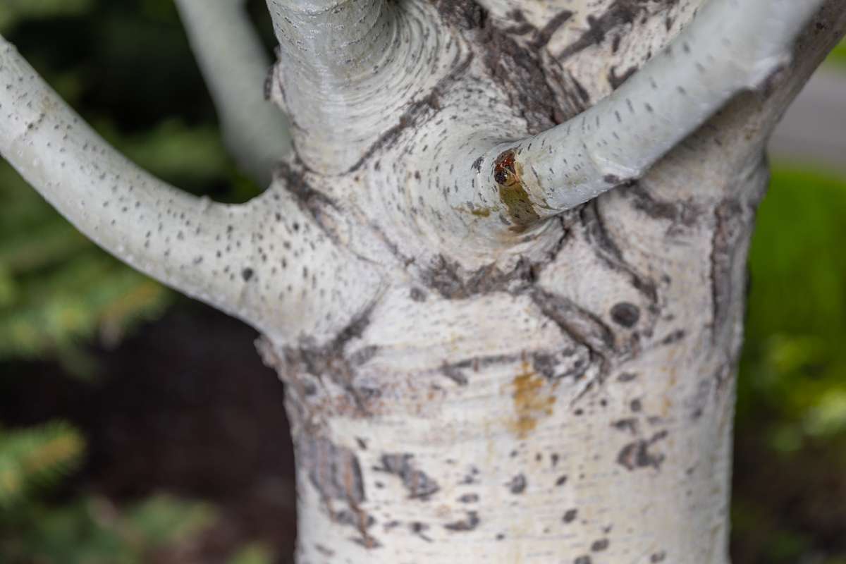 Tree Damage Arborist Plant Health 1