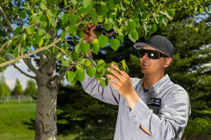 Tree Inspection Arborist Plant Health 1