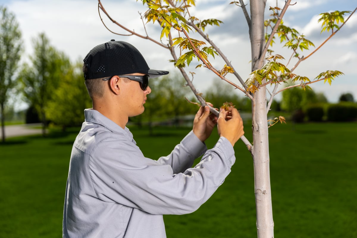 plant health care technician inspects tree