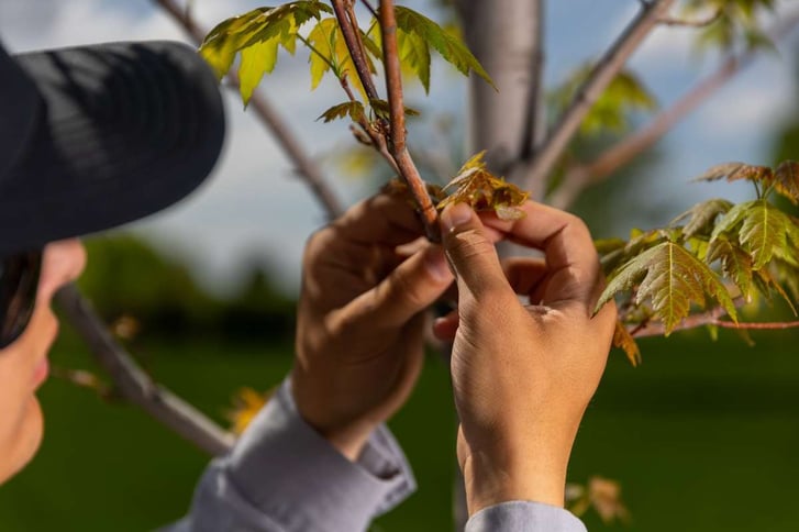 Tree Inspection Arborist Plant Health 3