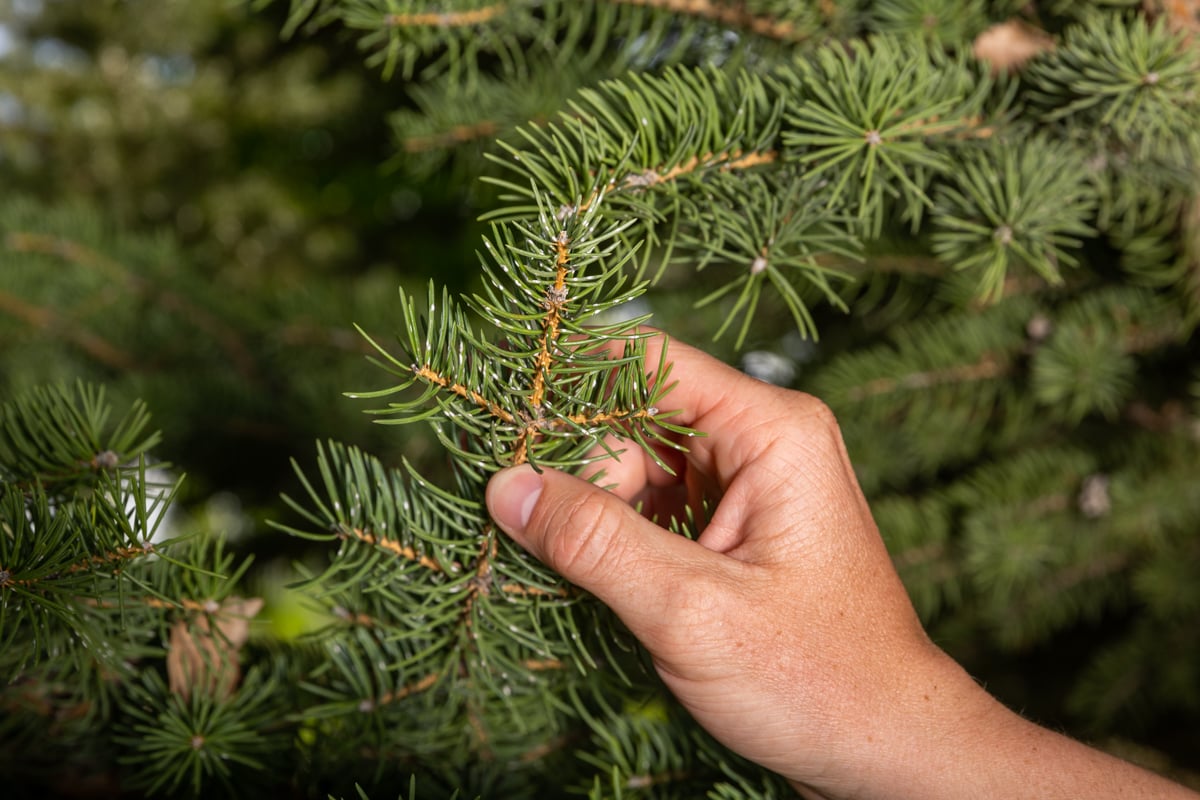 tree care expert inspects evergreen tree