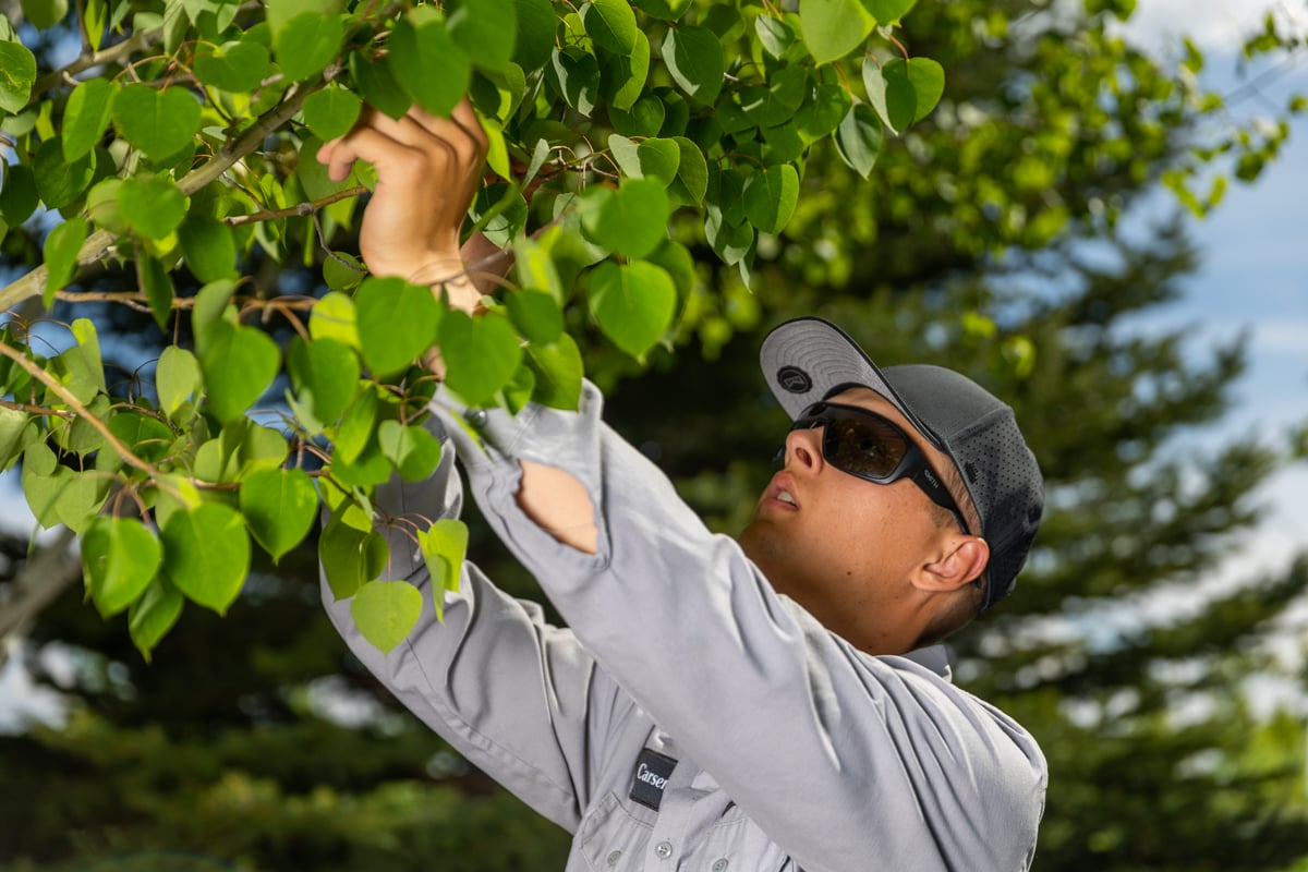 plant health care technician inspects tree leaves