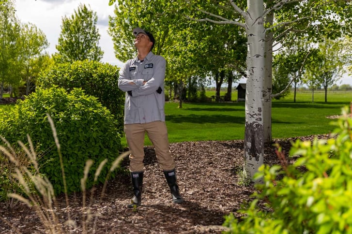 Tree Inspection Arborist Plant Health Analysis 1