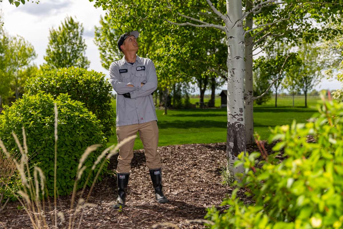 Tree Inspection Arborist Plant Health Analysis 2