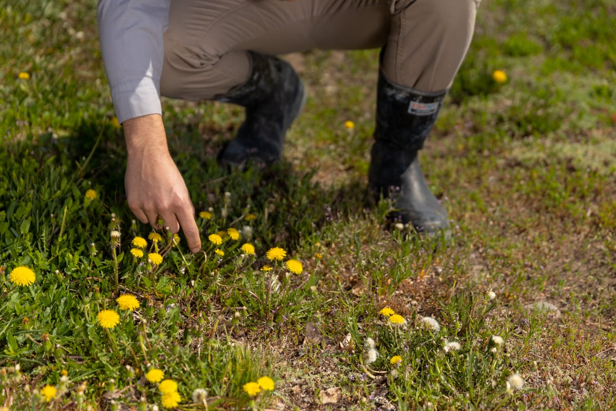 Weeds Turf Management Lawn Analysis Fertilization Dandelions 1