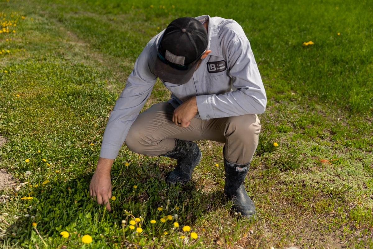 lawn care expert inspecting grass with weeds
