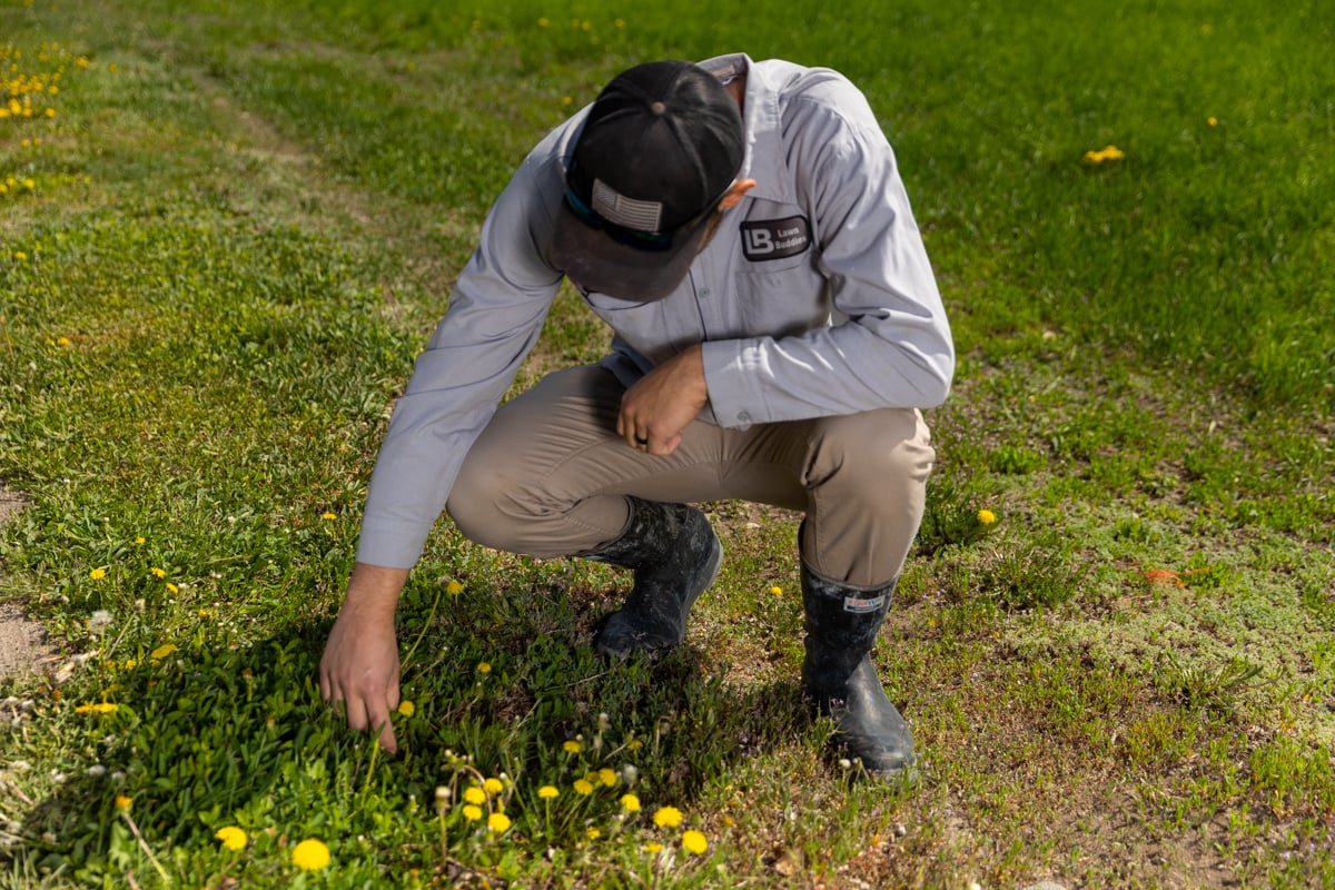 lawn care expert inspects dandelions