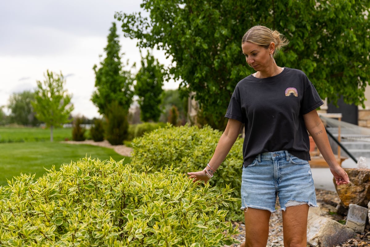 customer looks at shrubs