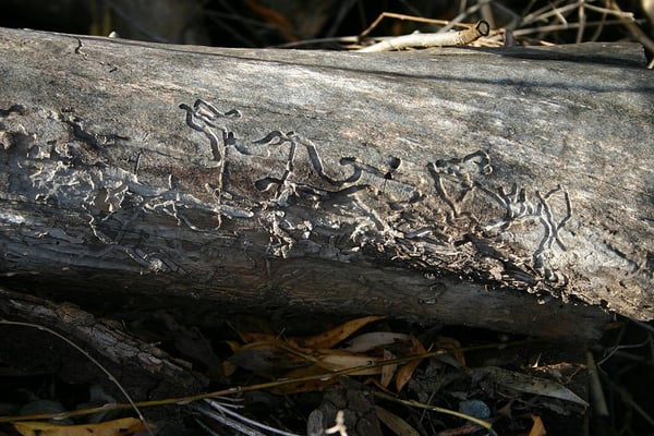Dogwood borer tree damage