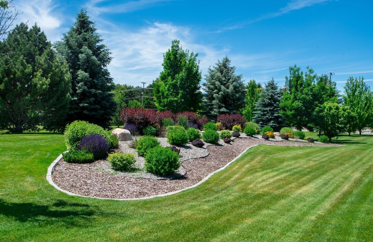 Healthy trees and shrubs in landscape bed