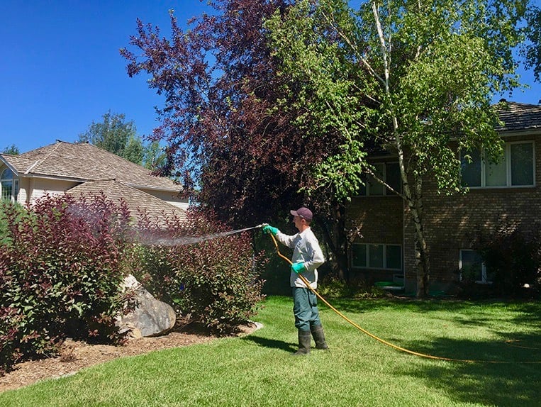 pest control technician sprays for bugs in landscape bed