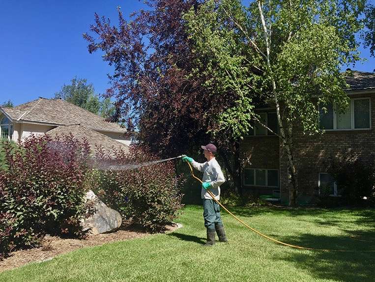 pest control technician sprays for bugs in landscape bed