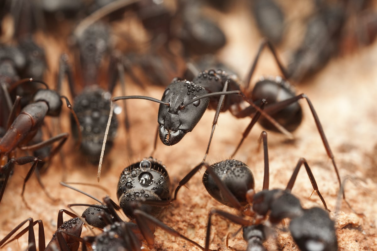 ant crawling over surface