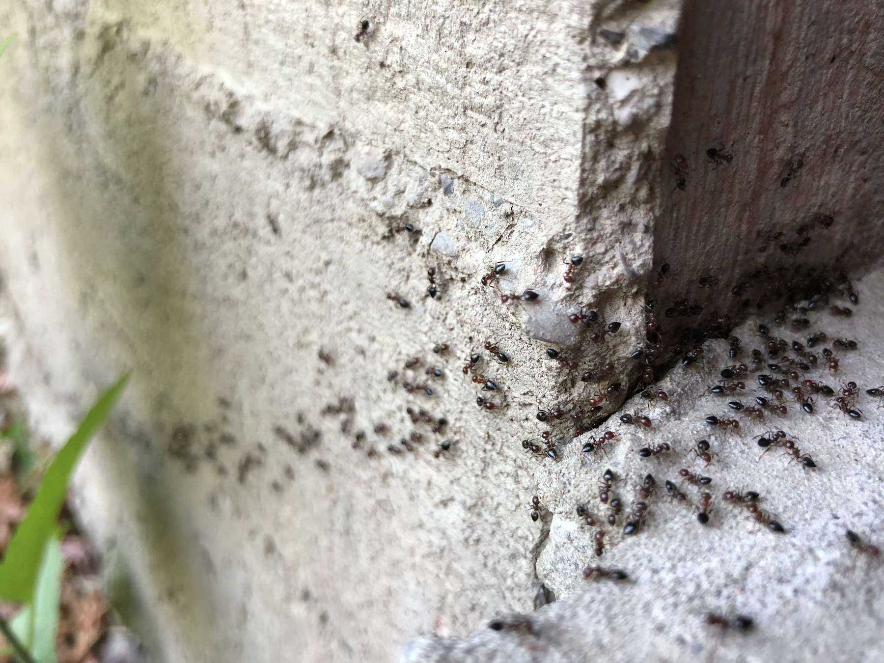 ants on a house foundation