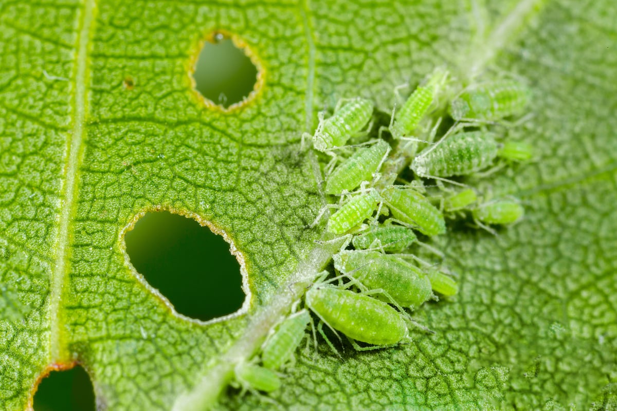 green aphids eating leaf