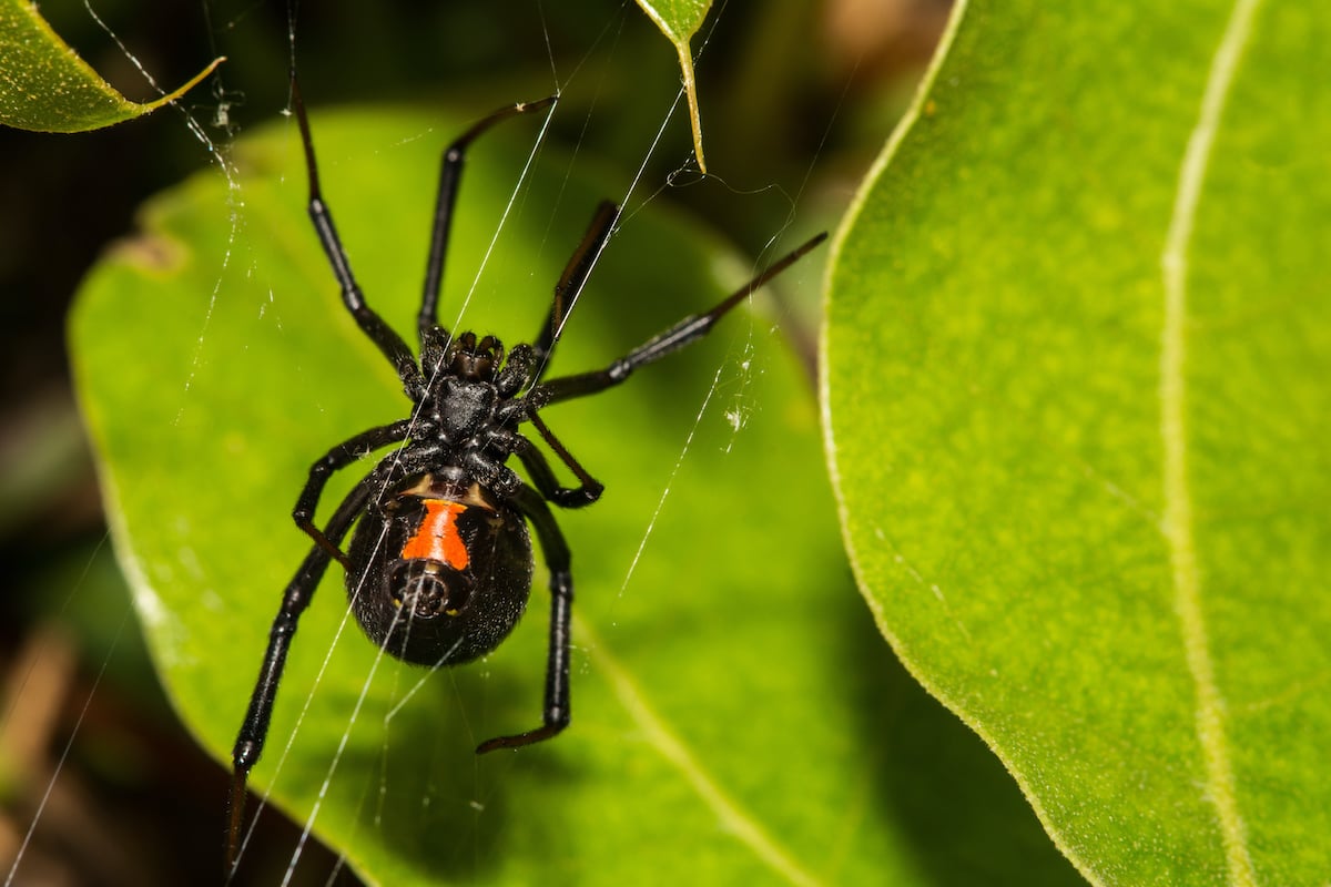 black widow spider on indoor plant