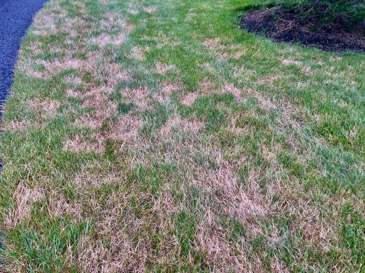 brown-turf with lawn disease