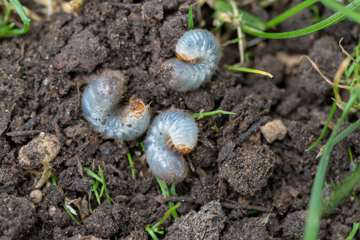 grubs in soil with grass blades