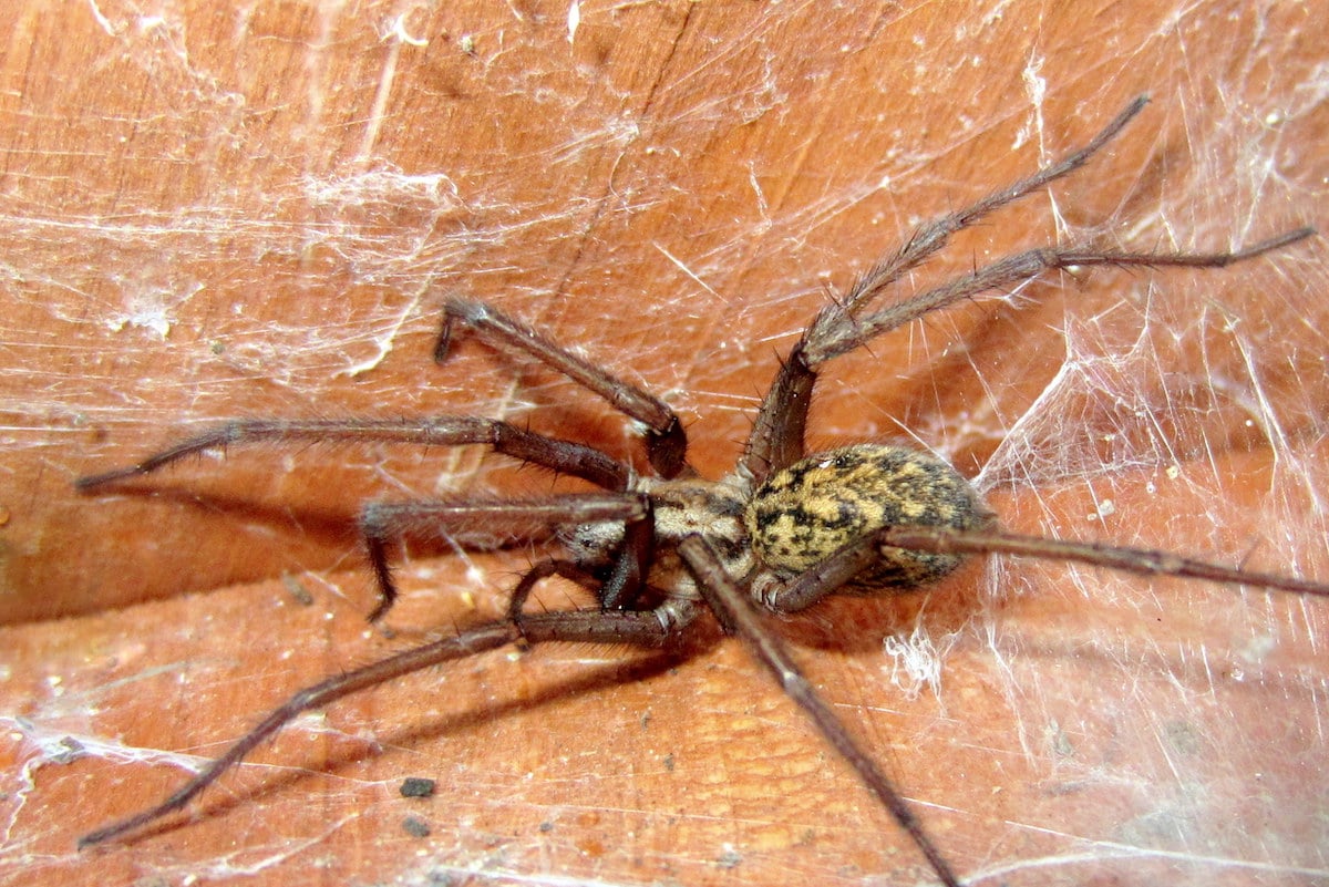 Hobo Spiders In Idaho 7 Things You Need To Know