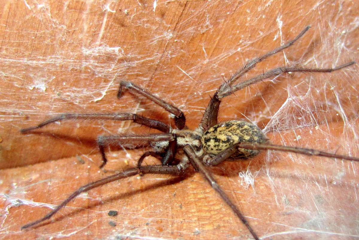 hobo spider on web