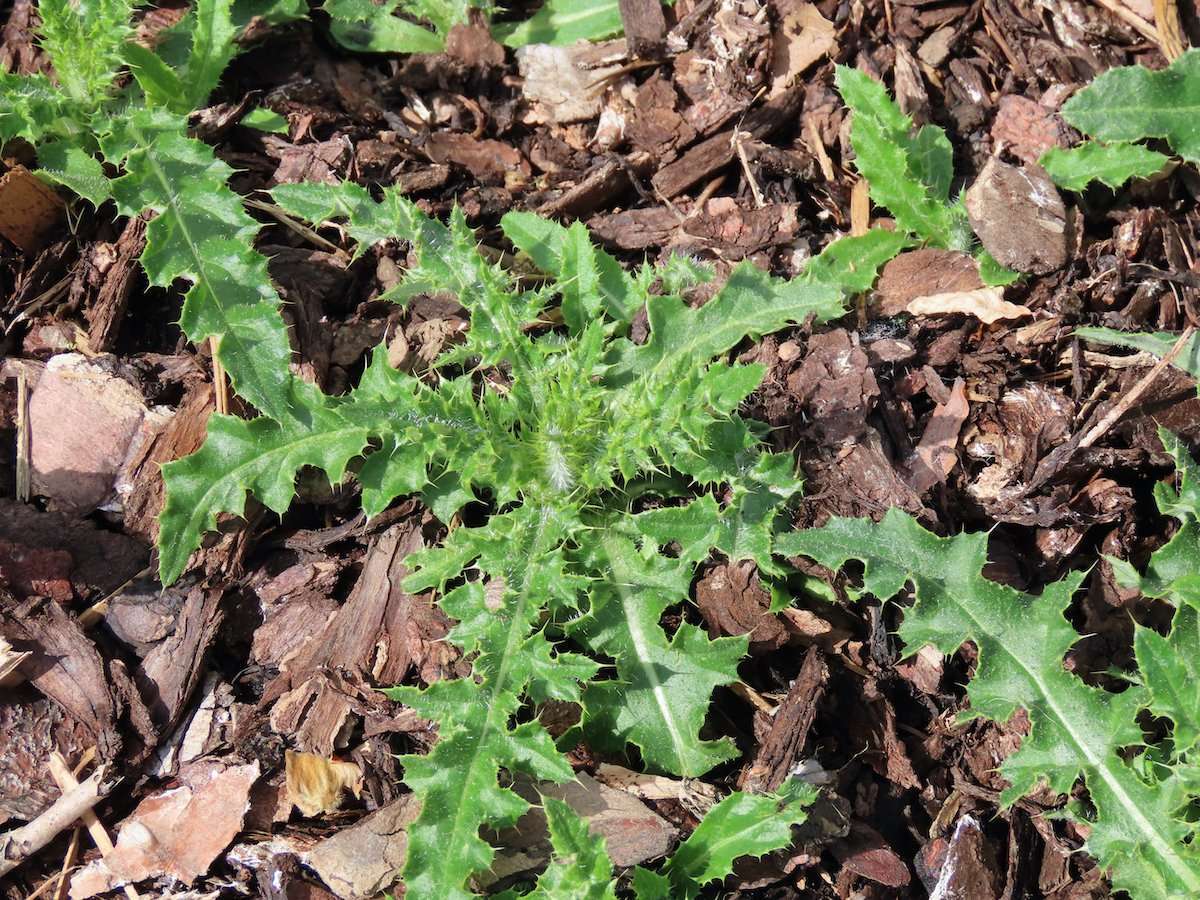 weed-growing-in-planter-bed