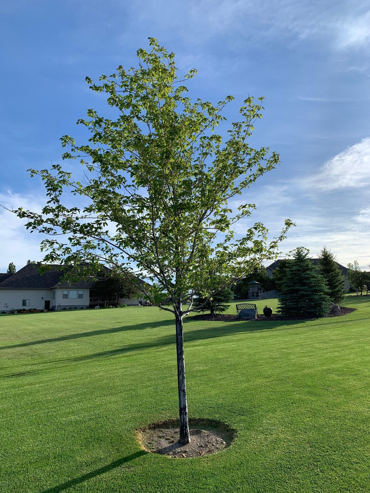 Maple tree with iron chlorosis after tree injection