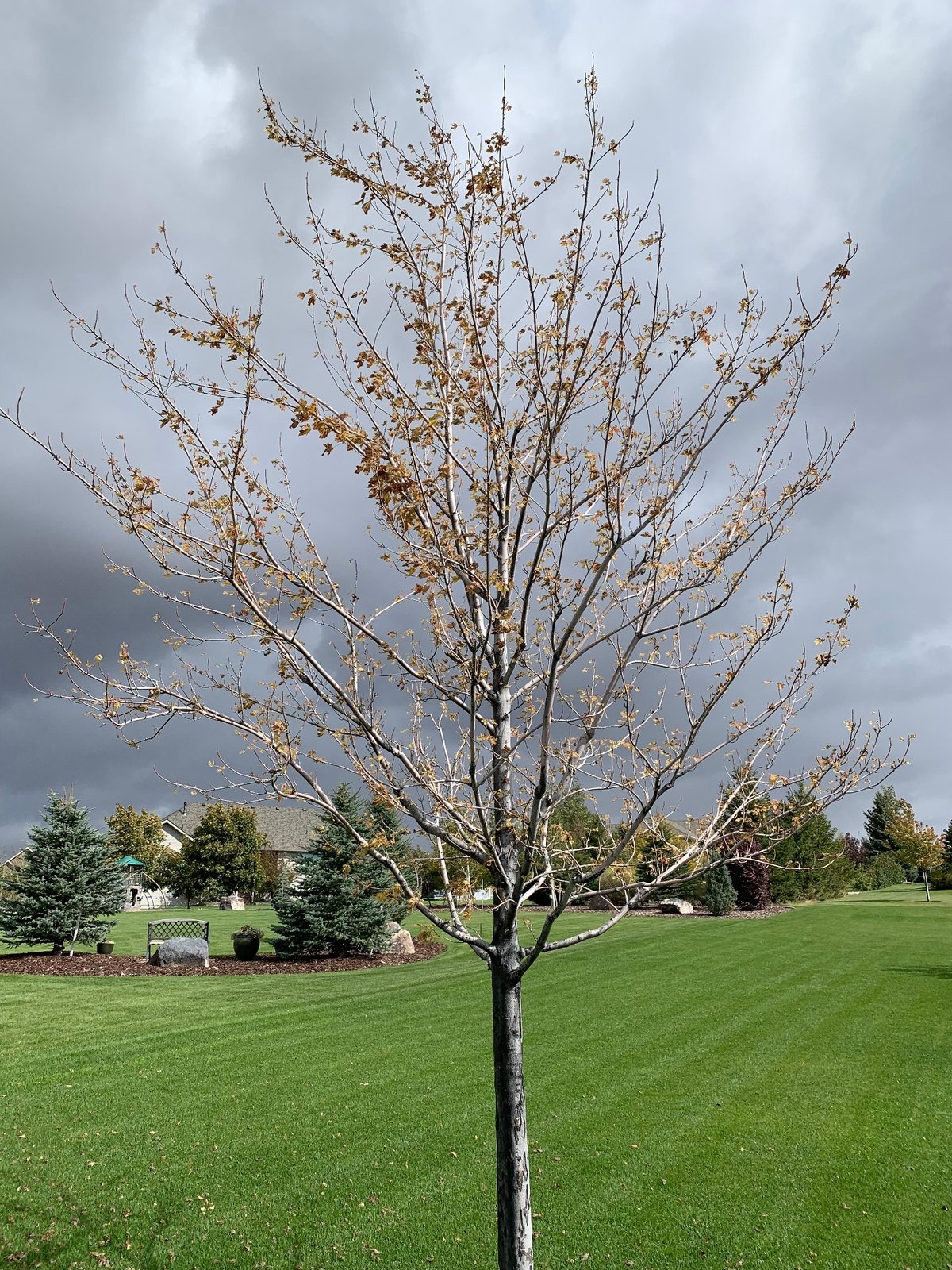 Maple tree with iron chlorosis