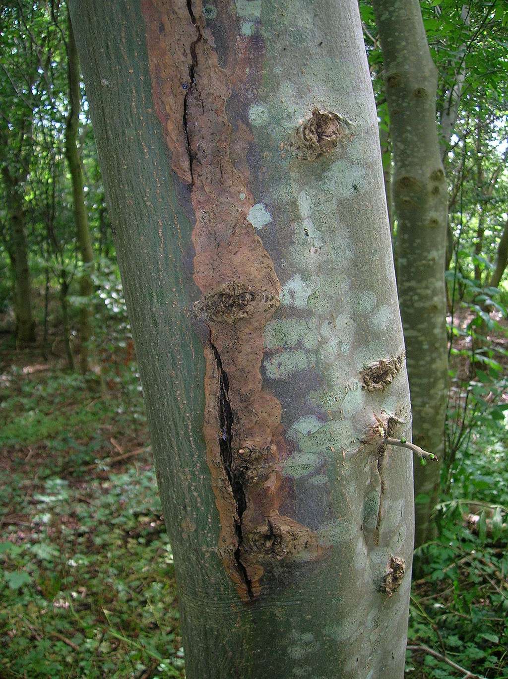 sunscald on ash tree