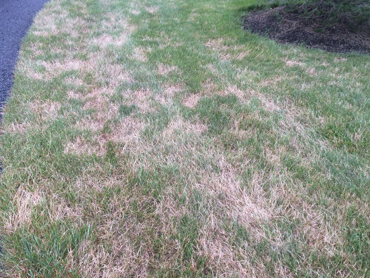 lawn disease in grass near driveway